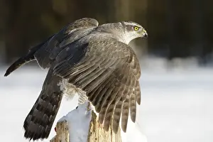 Accipiter: Northern Goshawk