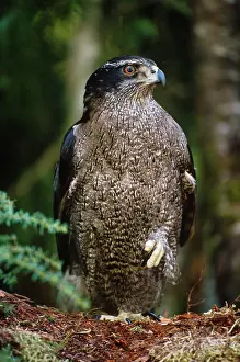 Accipiter: Northern Goshawk