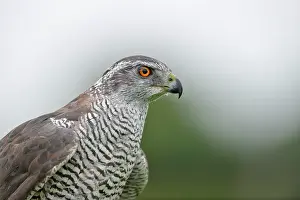 Accipiter: Northern Goshawk