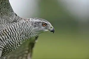 Accipiter: Northern Goshawk