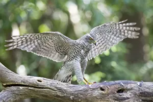 Accipiter: Northern Goshawk (Accipiter gentilis) with his