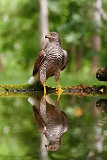 Accipiter: Northern goshawk (Accipiter gentilis), adult female