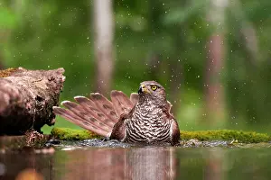 Accipiter: Northern goshawk (Accipiter gentilis), adult female