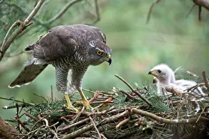 Accipiter: Northern goshawk (Accipiter gentilis), adult, male