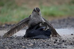 Accipiter: Northern goshawk (Accipiter gentilis) beats rook