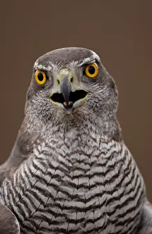 Opened: Northern Goshawk (Accipiter gentilis) Close-up of head, beak