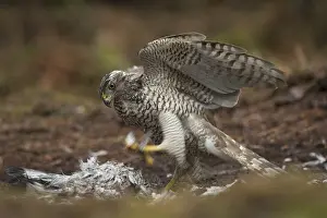 Accipiter: Northern Goshawk (accipiter gentilis) feeding o