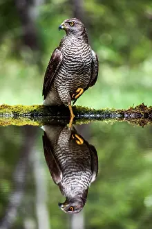 Gentilis: Northern goshawk (Accipiter gentilis), female, at