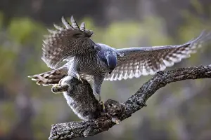 Catch: Northern Goshawk (Accipiter gentilis) female with prey