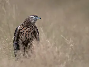 Accipiter: Northern Goshawk (Accipiter gentilis) between g