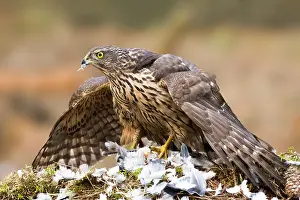 Belgium: Northern Goshawk (Accipiter gentilis) juvenile