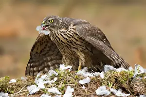 Belgium: Northern Goshawk (Accipiter gentilis) juvenile