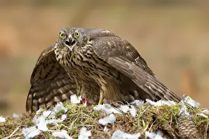 Belgium: Northern Goshawk (Accipiter gentilis) juvenile