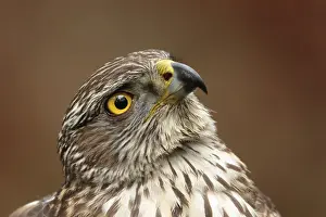 Fledgling: Northern Goshawk (Accipiter gentilis) juvenile