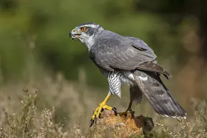 Dutch: Northern Goshawk (Accipiter gentilis) male