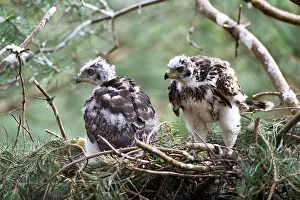 Accipiter: Northern goshawk (Accipiter gentilis), young birds