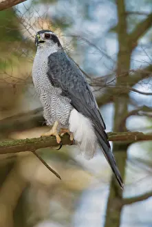 Gentilis: Northern Goshawk - adult bird perched on dead white pine lim