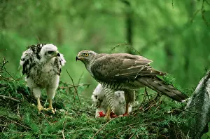 Gentilis: Northern GOSHAWK - adult feeding chicks at nest