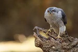 060318: Northern Goshawk - adult male perched on a branch
