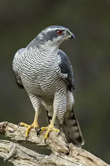 Accipiter: Northern Goshawk - adult male perched on a branch