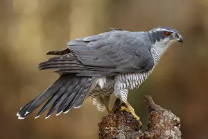 Accipiter: Northern Goshawk - adult male perched on a branch