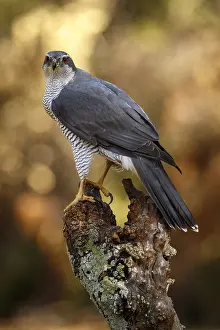 Accipiter: Northern Goshawk - adult male perched on a branch