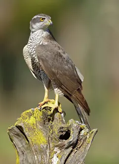 Gentilis: Northern Goshawk - adult male perched on a log