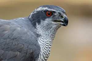 060318: Northern Goshawk - adult male portrait - Castile