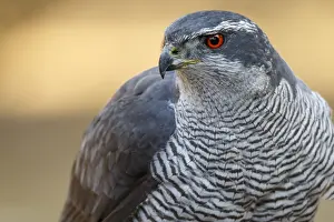 Castile: Northern Goshawk - adult male portrait - Castile