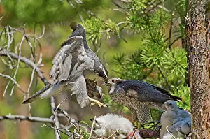 Bringing: Northern Goshawk brings prey to nest