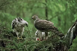 Northern Goshawk - feeding large chicks in nestSS