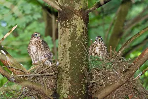 Gentilis: Northern Goshawk fledgling at nest