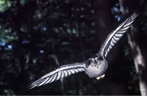 Sinister: Northern GOSHAWK - in flight