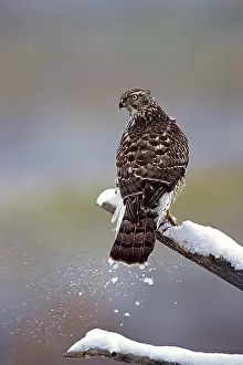 Gentilis: Northern Goshawk - immature
