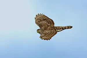 Northern Goshawk - immature