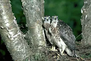 Nestlings: Northern Goshawk nestlings