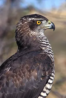 Hawks: Northern GOSHAWK - side view, head