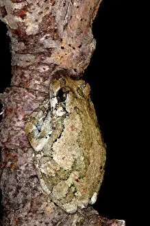 Versicolor: Northern Gray Treefrog