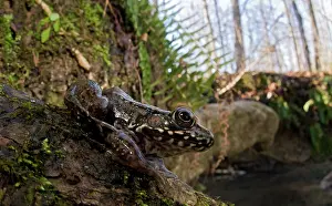 Appalachians: Northern Green Frog