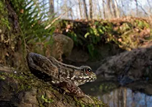 Appalachians: Northern Green Frog