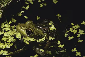 Ranid: Northern Green Frogs