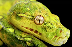 Pulcher: Northern green tree python (Morelia azurea), on