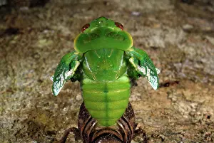 Cicadidae: Northern Greengrocer Cicada