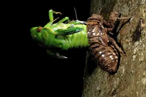Cicadidae: Northern Greengrocer Cicada