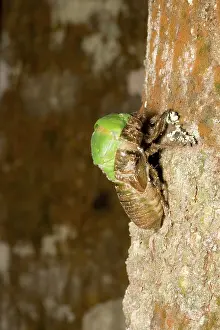 Cicadidae: Northern greengrocer cicada hatching