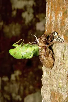 Cicadidae: Northern greengrocer cicada hatching
