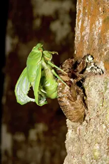 Cicadidae: Northern greengrocer cicada hatching