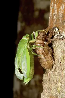 Cicadidae: Northern greengrocer cicada hatching