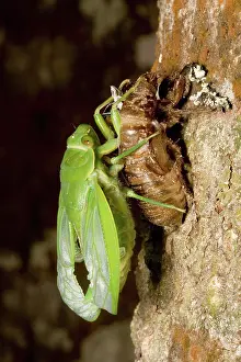 Cicadidae: Northern greengrocer cicada hatching