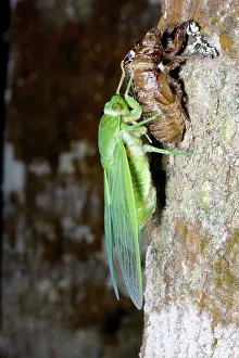 Cicadidae: Northern greengrocer cicada hatching